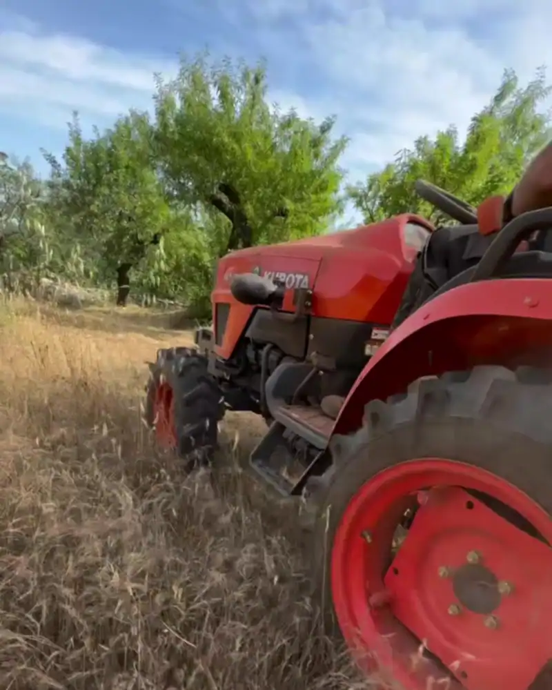 Trattore al lavoro sull’erba alta di un terreno tra gli alberi