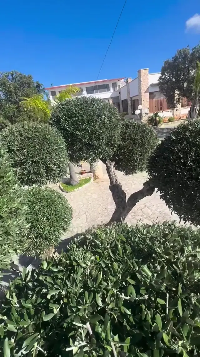 Ulivi potati a nuvola nel giardino di una villa