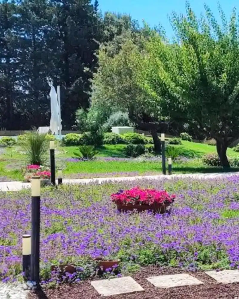 Giardino con prato fiorito, ulivi e piante mediterranee curato da Cesarino Giardini