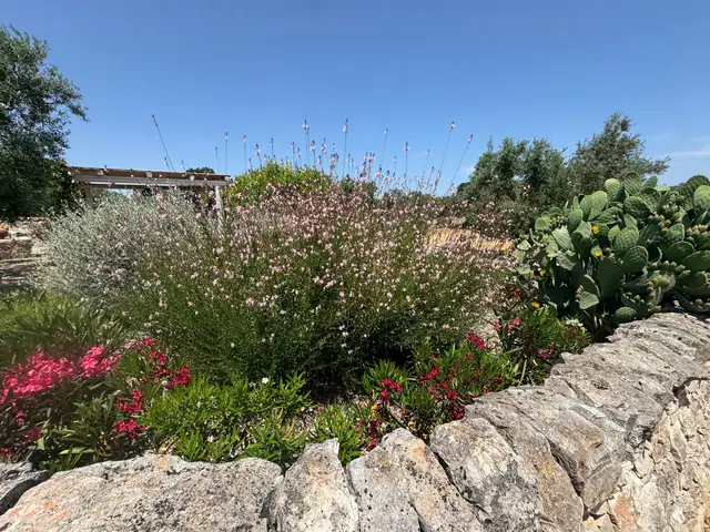 Aiuola fiorita con gaura e fichi d’India su un muretto a secco