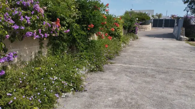 Fioriture e rampicanti lungo un viale