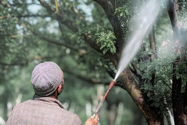 Giardiniere che irrora la chioma di un albero con la lancia per un trattamento fitosanitario