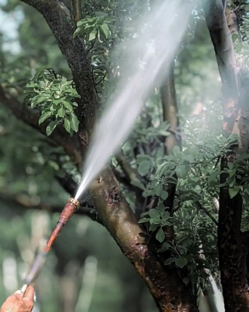 Giardiniere che irrora la chioma di un albero con la lancia per un trattamento fitosanitario