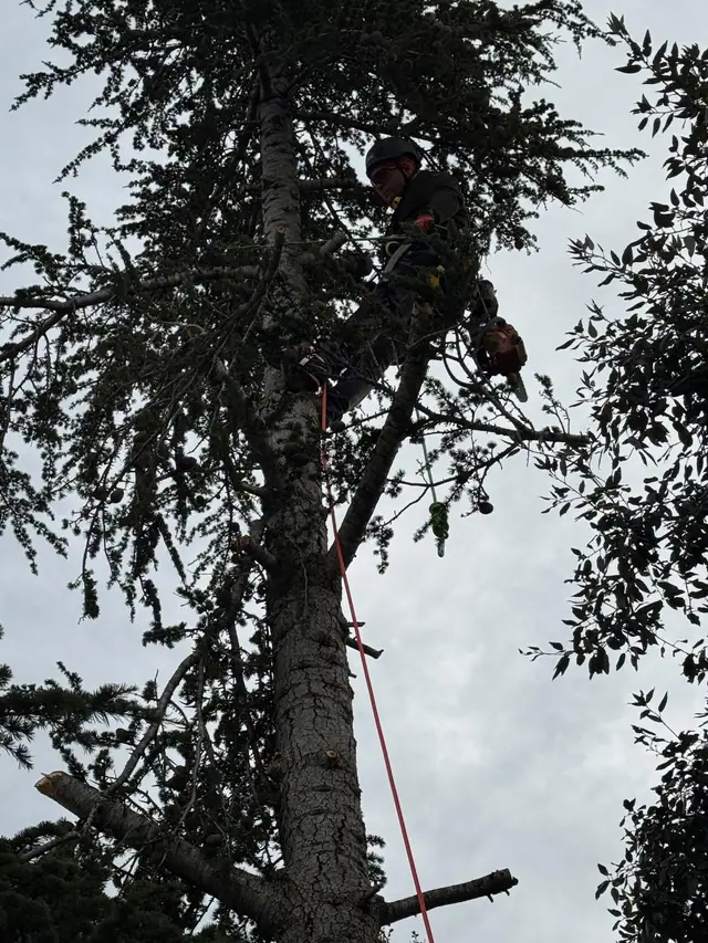 Giardiniere in tree climbing tra i rami di un albero alto