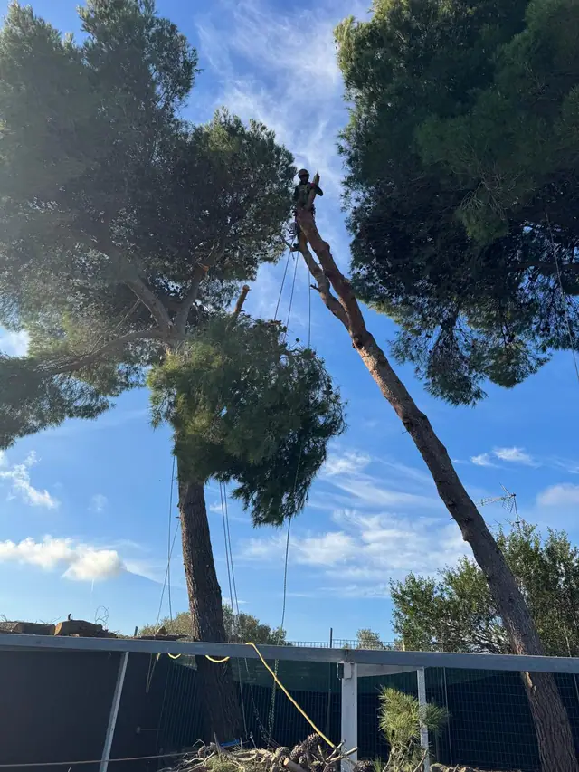 Pino alto smontato in sicurezza con il tree climbing, accanto a un pino sano