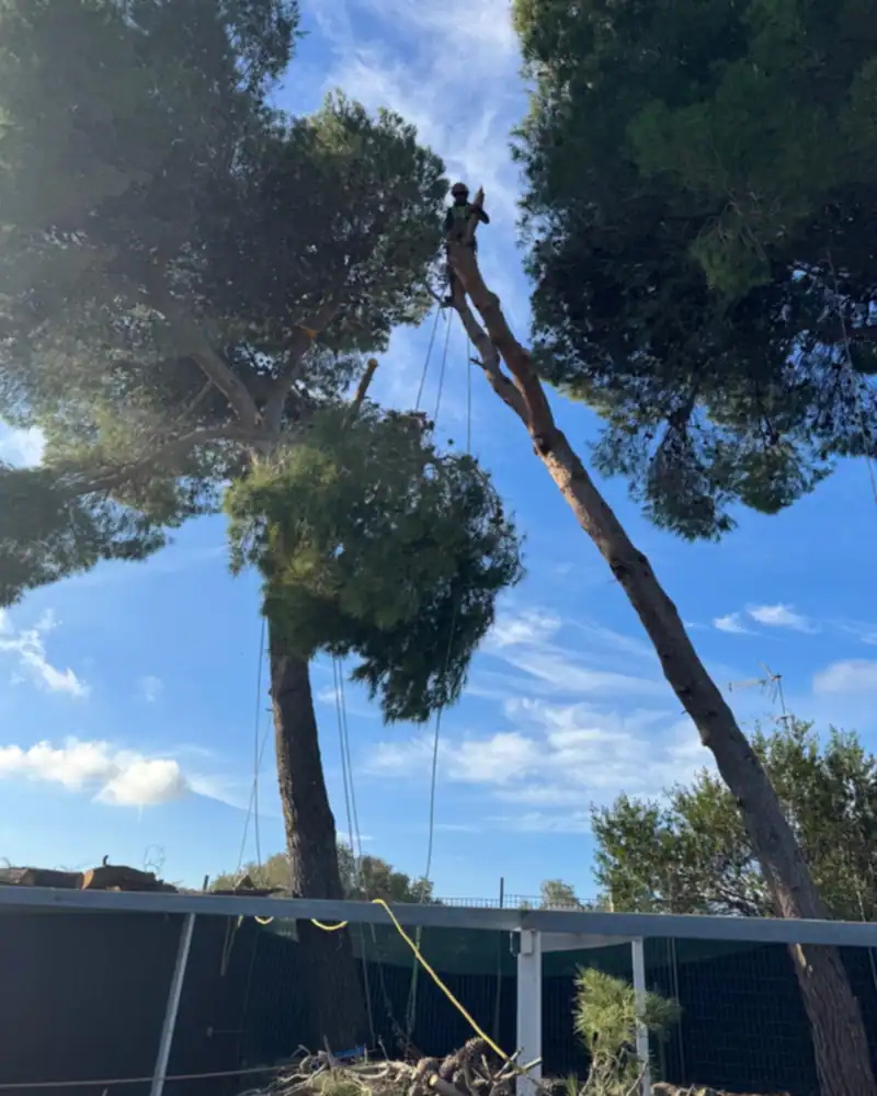 Pino alto smontato in sicurezza con il tree climbing, accanto a un pino sano