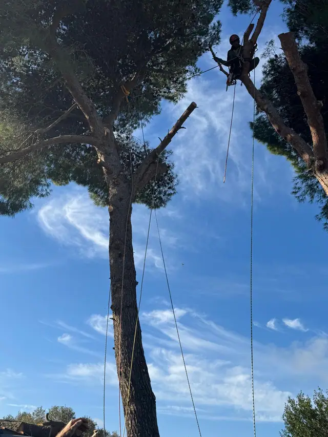 Giardiniere in tree climbing in cima al fusto di un pino, legato in corda