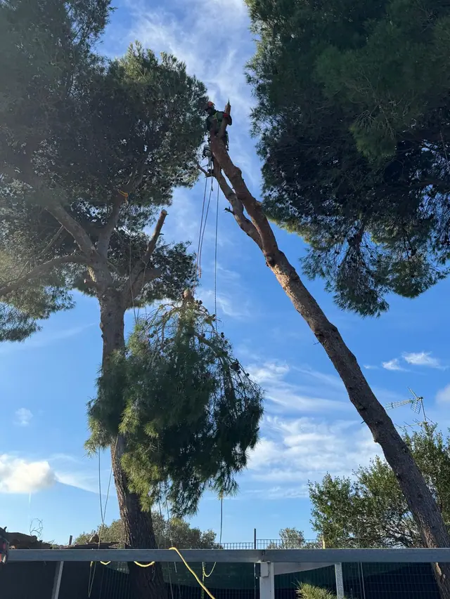 Ramo calato in corda dal giardiniere in cima al pino