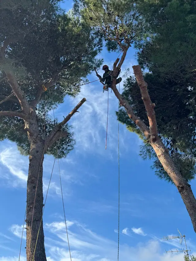 Giardiniere in quota sul fusto del pino, legato con le corde