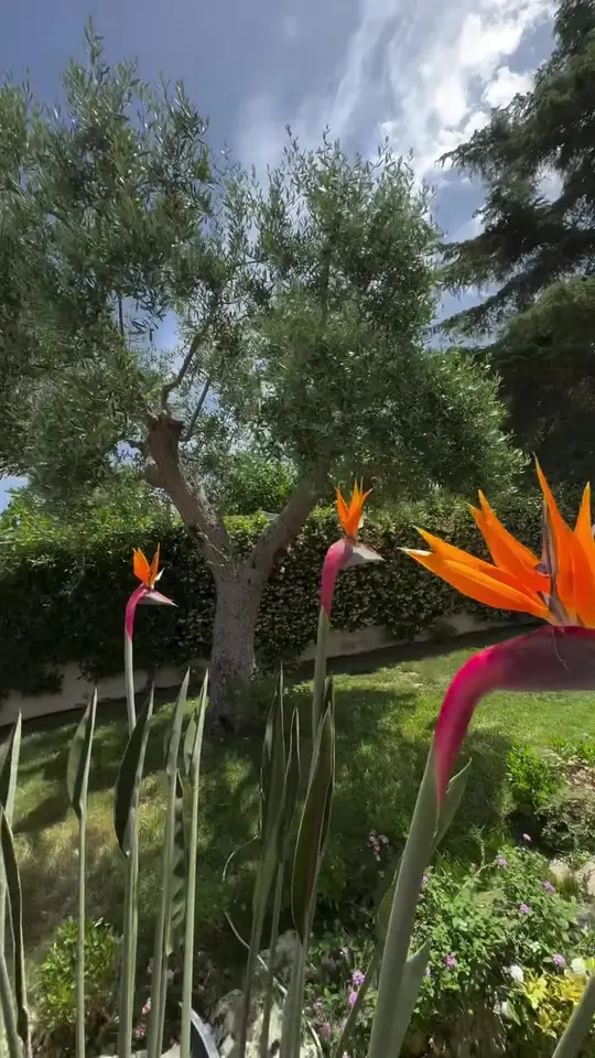 Fioriture a bordo piscina: Sterlizie e piante mediterranee